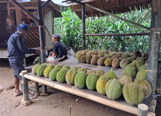 Ilustrasi penual durian (Sumber: Dok. Warga Ciboleger)