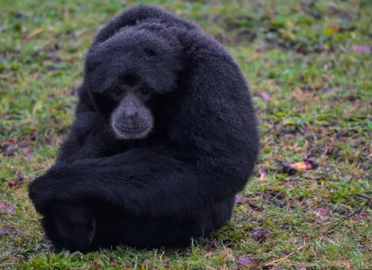 Ilustrasi hewan dilindungi Owa Siamang. (Sumber: Pixabay/ambquinn)