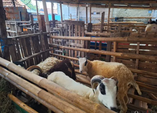 Sejumlah domba berada di kandang tempat peternakan Maruloh di Kecamatan Babelan, Kabupaten Bekasi, Rabu, 15 Januari 2025. (Sumber: Poskota/Ihsan Fahmi)