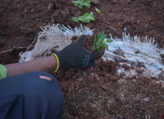 Ilustrasi penanaman tumbuhan. (Sumber: Poskota/Bilal Nugraha Ginanjar)