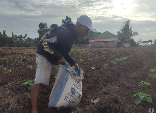 Petani di Kampung Talun, Desa/Kecamatan Jiput, Kabupaten Pandeglang, sedang menyerbuk tanaman timun suri yang akan dipanen sebelum bulan Ramadan. (Sumber: Poskota/Samsul Fatoni)