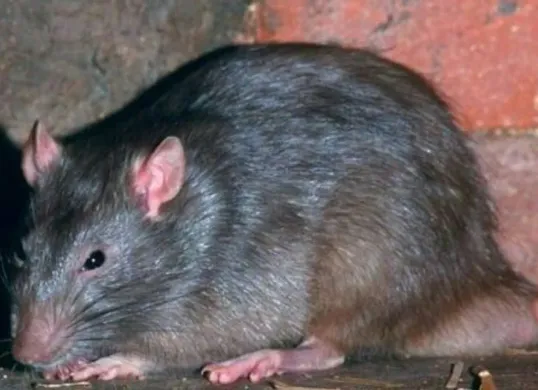 18 Kasus Leptospirosis di Jogja dalam Hitungan Pekan, Apakah Anda Sudah Tahu Cara Deteksinya? (Sumber: Pinterest)