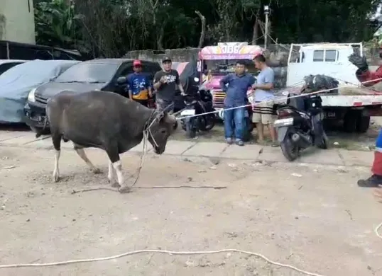 Petugas damkar saat mengevakuasi sapi yang mengamuk di Koja, Jakarta Utara, Sabtu, 12 Juli 2025. (Sumber: Dok Damkar Jakarta Utara)