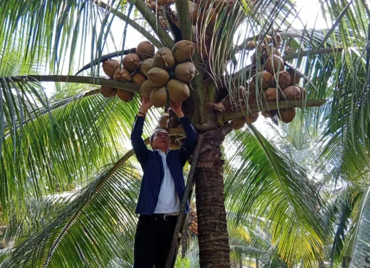 Wali Kota Bogor, Dedie A. Rachim saat mengunjungi Kebun Kopyor di Pasirkuda, Bogor Barat, Kota Bogor, Minggu, 13 Juli 2025. (Sumber: Poskota/Sekar Putri Andini)