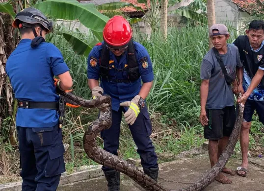 Petugas Damkar Kota Depok mengevakuasi ular sanca sepanjang 4 meter di RT 01 RW 02, Kelurahan Duren Seribu, Kecamatan Bojongsari, Selasa, 15 Juli 2025. (Sumber: Dok. Damkar Depok)