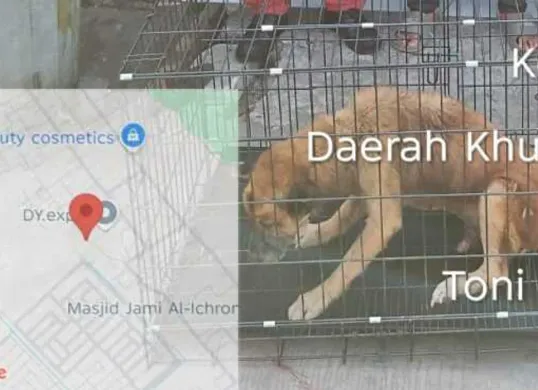 Seekor anjing liar diamankan petugas pemadam kebakaran karena meresahkan warga Jalan Prepedan Dalam RT 10 RW 09, Kamal, Kalideres, Jakarta Barat. (Sumber: Damkar)