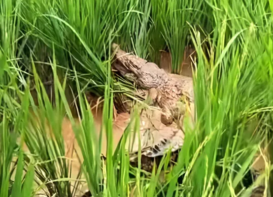 Tangkap layar penampakan buaya muara yang sempat lepas di area persawahan dan menghebohkan warga Cikiwul, Bantargebang, Kota Bekasi.