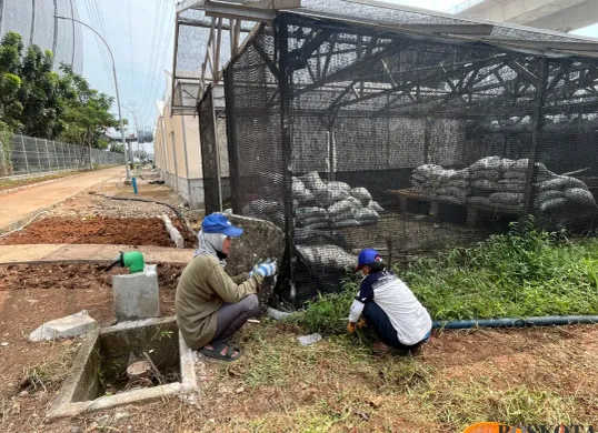 Dua warga Kampung Bayam Madani merapikan lahan di sekitar green house yang disiapkan untuk edukasi wisata Petani Kota, di kawasan Rusun Kampung Susun Bayam (KSB), Jakarta Utara. (Sumber: Poskota/Pandi Ramedhan)