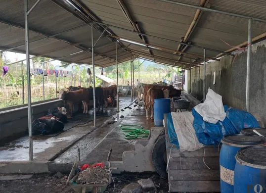 Salah satu peternakan sapi di wilayah Lembang, Bandung Barat. (Sumber: Poskota/Gatot Poedji Utomo)