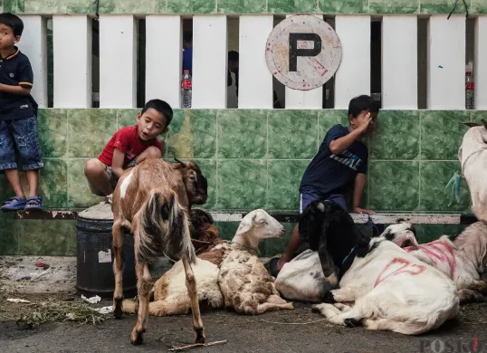 Suasana penyembelihan hewan kurban saat Idul Adha, momen berbagi yang menjadi tradisi umat Islam setiap 10 Zulhijah. (Sumber: Poskota/Bilal Nugraha Ginanjar)