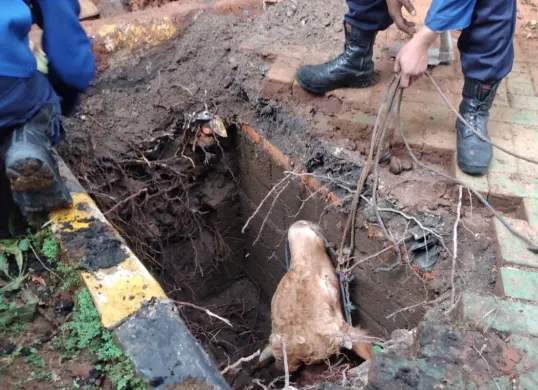 Sapi terperosok ke saluran di kawasan Kemayoran, Jakarta Pusat, Jumat, 6 Juni 2025. (Sumber: Dok. Damkar Kemayoran)