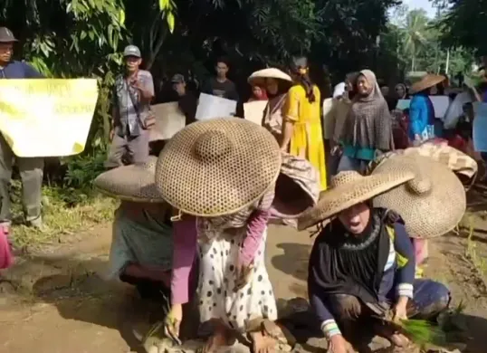 Puluhan warga Desa Karyajaya, Kecamatan Cimarga, Kabupaten Lebak, saat melakukan aksi tanam padi di jalan rusak. (Sumber: Istimewa)