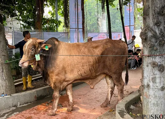 Sapi kurban di Masjid Istiqlal, Jakarta Pusat, Sabtu 7 Juni 2025. (Sumber: POSKOTA | Foto: M Tegar Jihad)