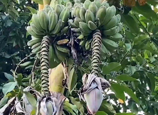 Pohon pisang yang memiliki dua tandan milik petani di Kampung Cempa, Desa Cilangkap, Kecamatan Kalanganyar, Kabupaten Lebak. (Sumber: Dok Warga)