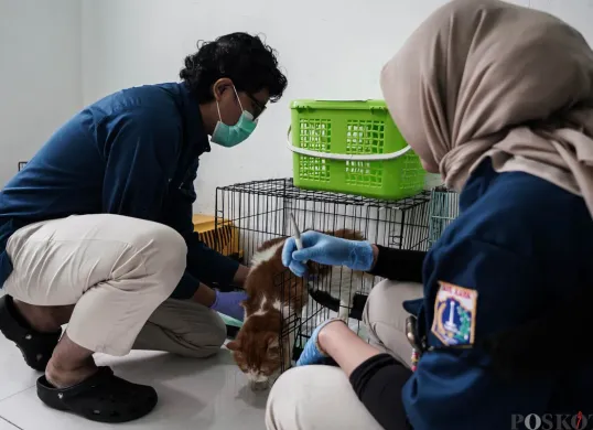 Dokter merawat kucing di Pusat Kesehatan Hewan Ragunan, Jakarta Selatan, Selasa, 17 Juni 2025. (Sumber: Poskota/Bilal Nugraha Ginanjar)