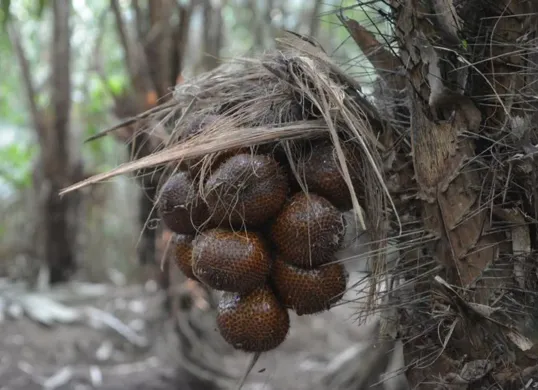 Ilustrasi Buah Salak (Sumber: Pinterest)