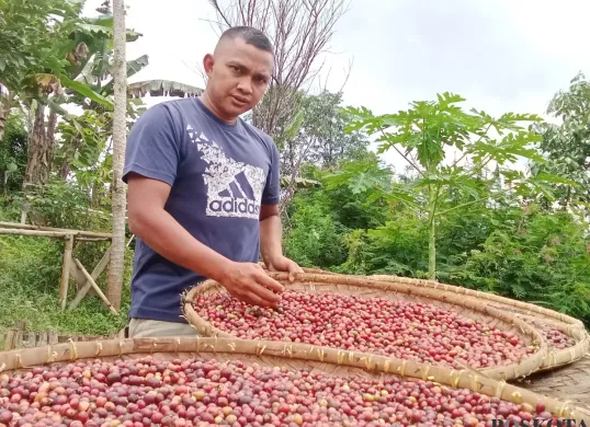 Asep Jakaria menunjukan kopi hasil tanamnya di Kampung Sukalaksana RT02/21, Desa Sirnajaya, Kecamatan Gununghalu, Kabupaten Bandung Barat. (Sumber: Poskota/Gatot Poedji Utomo)