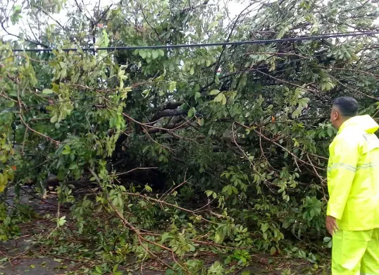 Pohon karet tumbang hingga menutupi badan jalan di Jalan Curug Agung, Kota Depok, Rabu, 25 Juni 2025. (Sumber: Dok Polsek Beji)