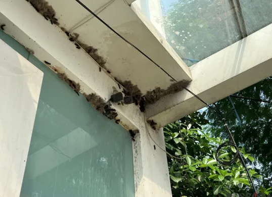 Fenomena merebaknya ulat bulu di kawasan Kemanggisan, Palmerah, Jakarta Barat. (Sumber: Poskota/Pandi Ramedhan)