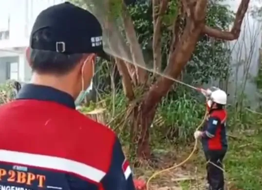 Petugas menyemprotkan cairan pestisida di kebun kosong tempat habitat ulat bulu di Palmerah, Jakarta Barat, Sabtu, 28 Juni 2025. (Sumber: Sudin KPKP)