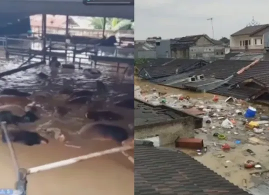 Puluhan sapi hingga rumah warga terendam banjir di Bekasi. (Sumber: Tangkap Layar Instagram/@funnelmedia)