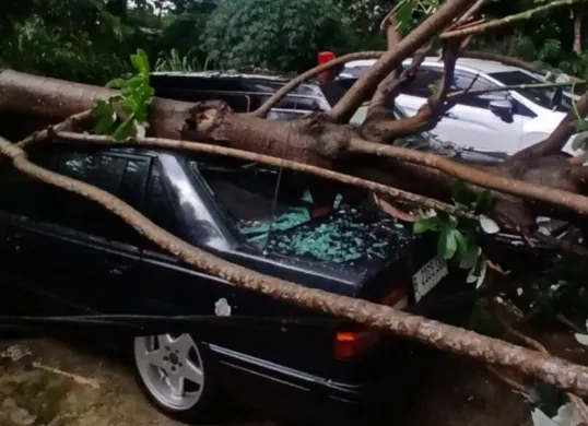 Sejumlah mobil mewah yang terpakir tertimpa pohon tumbang akibat cuaca buruk di Pancoran Mas, Kota Depok, Sabtu, 8 Maret 2025, sore. (Sumber: Dok. Damkar Depok)