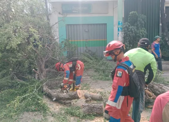 Pohon berjenis Acasia tumbang ke jalan di kawasan Koja, Jakarta Utara, Minggu, 9 Maret 2025. (Sumber: Dok. Damkar Jakarta Utara)