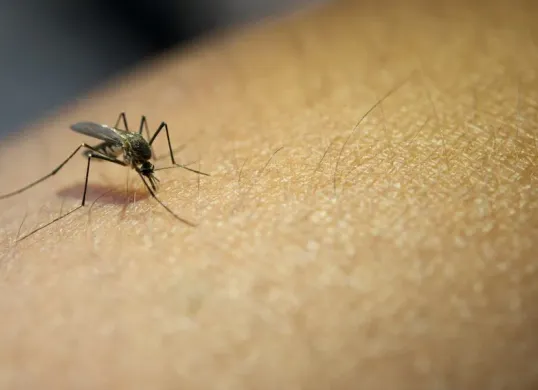 Cara mengusir nyamuk di rumah untuk mencegah Demam Berdarah Dengue (DBD) hingga Malaria. (Sumber: Freepik/jcomp)