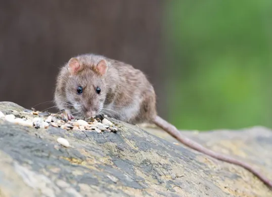 Cara mengusir tikus dari rumah. (Sumber: Pixabay/wolfgangvogt_lb)