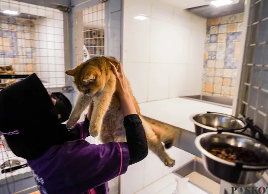 Petugas merawat kucing yang dititipkan di layanan penitipan hewan peliharaan, Arnamir Cat Hotel yang berlokasi di kawasan Setiabudhi, Jakarta, Senin, 24 Maret 2025. (Sumber: Poskota/Bilal Nugraha Ginanjar)