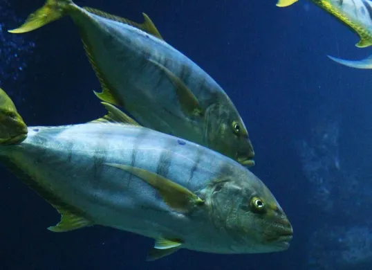 Hari Tuna Sedunia Diperingati Tiap 2 Mei, Ini Sejarah dan Beberapa Spesies Ikan Tuna (Sumber: Unsplash/Nikola Bačanek)