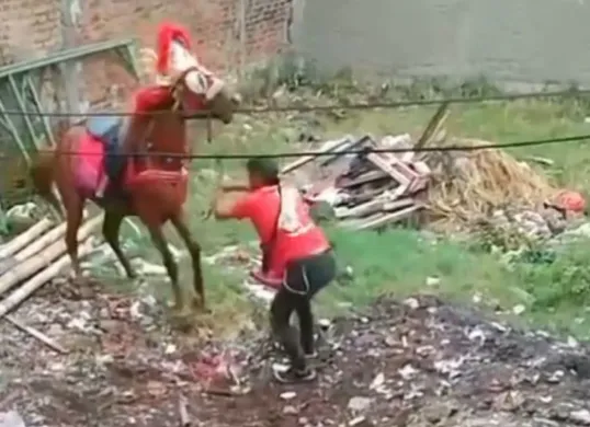 Viral dugaan aksi kekerasan terhadap seekor kuda di Cimahi. (Sumber: Instagram/@sekitarcimahi)