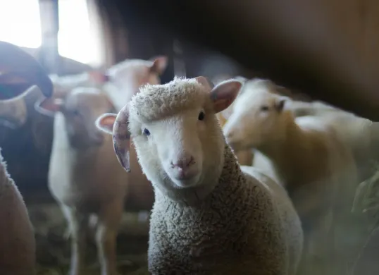 Harga kambing kurban 2025 di sejumlah lembaga. (Sumber: Pexels/Trinity Kubassek)