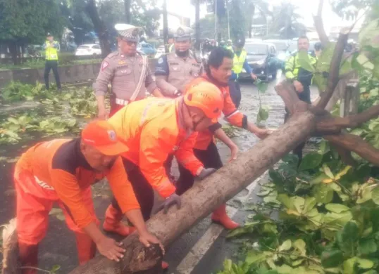 Pohon tumbang di Jalan Daan Mogot, Cengkareng, Jakarta Barat, Minggu, 11 Mei 2025. (Sumber: Dok. BPBD Jakarta)