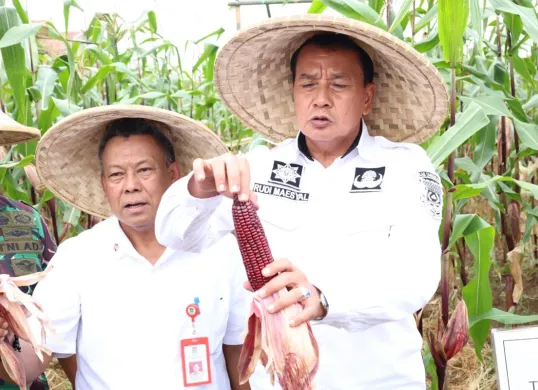 Kegiatan panen jagung pulut di Desa Kaliasian, Kecamatan Sukamulya, Kabupaten Tangerang, dilakukan oleh Bupati Tangerang Maesyal Rasyid bersama kelompok Tani, 12 Mei 2025. (Sumber: Diskominfo KabupatenTangerang)