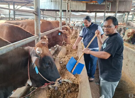 Pegawai CV Puput Bersaudara memberikan pakan organik ke sapi kurban yang akan dijual, Senin, 12 Mei 2025. (Sumber: Poskota/Angga Pahlevi)