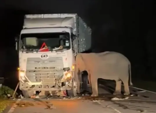 Seekor anak gajah di Malaysia tertabrak truk (Sumber: Instagram)