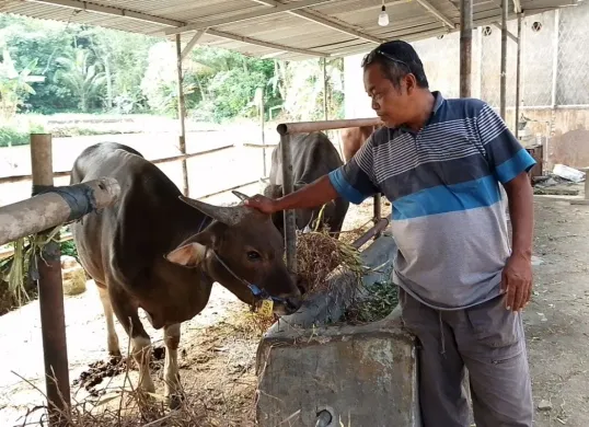 Salah seorang penjual hewan kurban di Kelurahan Kabayan, Kecamatan Pandeglang, Kabupaten Pandeglang. (Sumber: Dok. Penjual Sapi)