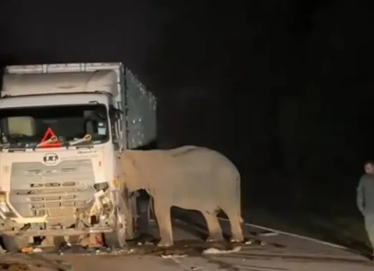 Gajah sedih anaknya tewas ditabrak truk (Sumber: X/@MyNegara)