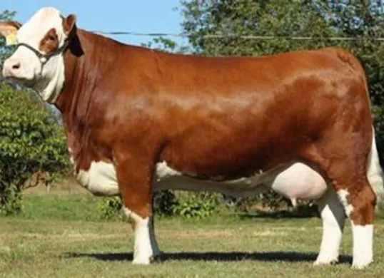 Sapi Kurban Presiden Prabowo Mati Mendadak: Ini Keunggulan Sapi Simmental yang Jadi Primadona Idul Adha (Sumber: Pinterest)