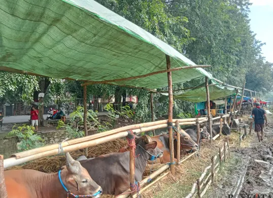 Lapak sapi kurban Kamaludin di Jalan Teluk Pucung, Harapan Baru, Bekasi Timur, Kota Bekasi tampak lengang karena sebagian hewan sudah laku terjual, Senin, 19 Mei 2025. (Sumber: Poskota/Nurpini Aulia Rapika)