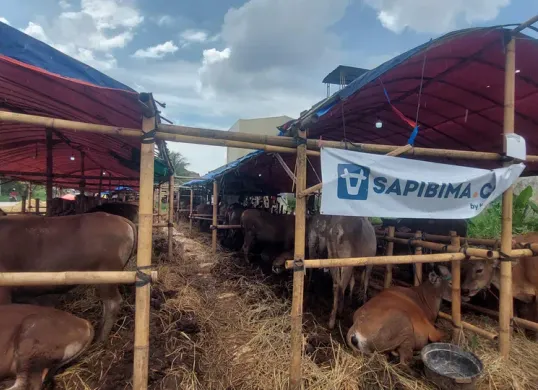Sejumlah hewan kurban di salah satu lapak penjual di kawasan Laladon, Kabupaten Bogor, Senin, 19 Mei 2025. Pedagang hewan mengeluhkan penjualan jelang Idul Adha 2025 kali ini melambat. (Sumber: Poskota/Sekar Putri Andini)