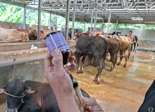 Penanggung jawab kandang Jo Cattle akan memberikan suntikan obat antibiotik untuk sapi kurban menjelang Idul Adha 2025. Pemberian obat merupakan bagian dari antisipasi pedagang hewan kurban terhadap wabah PMK. (Sumber: Poskota/Angga Pahlevi)