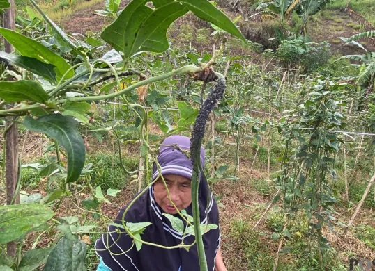 Seorang petani di bantaran Waduk Saguling, Kabupaten Bandung Barat, menunjukan hama yang menempel pada tanaman kacang panjang. (Sumber: Poskota/Gatot Poedji Utomo)
