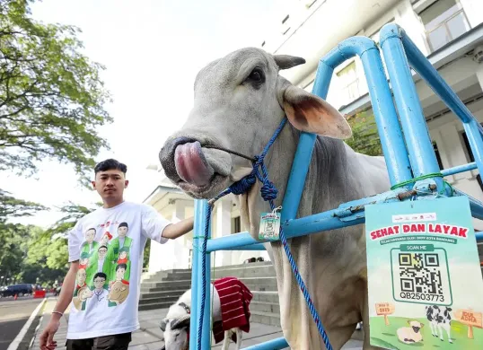 Ilustrasi, hewan kurban. (Sumber: Diskominfo Kota Bandung)