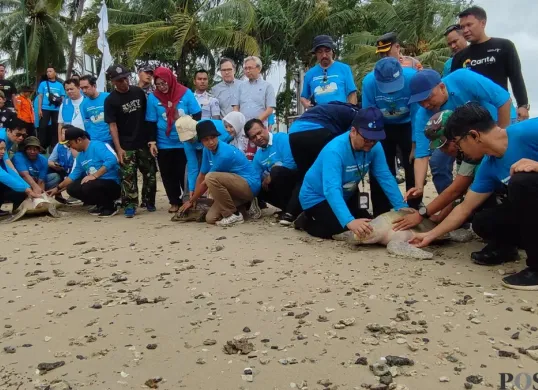 Dirjen KKP bersama pengelola Mutiara Carita dan pihak terkait lainya melepasliarkan belasan penyu ke laut Carita, Pandeglang. (Sumber: Poskota/Samsul Fatoni)