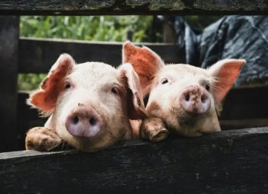 Viral Ayam Goreng Non-Halal di Solo: Begini Ciri-Ciri Minyak Babi yang Wajib Anda Waspadai! (Sumber: Pinterest)