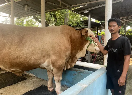 Penampakan satu dari dua ekor sapi kurban yang dipesan Presiden RI, Prabowo Subianto, dari peternak lokal di Kota Tangerang. (Sumber: POSKOTA | Foto: Primayanti)