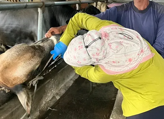 Petugas pemeriksa kesehatan hewan dari DKPPP Kota Bekasi memeriksa kondisi sapi kurban. (Sumber: Dok. DKPPP Kota Bekasi)