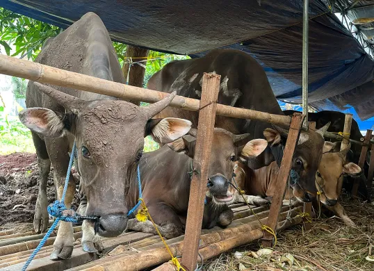 Hewan kurban jenis sapi Bali yang dijual di salah satu lapak penjualan hewan kurban di kawasan Kebon Jeruk, Jakarta Barat, Kamis, 29 Mei 2025. (Sumber: POSKOTA | Foto: Pandi Ramedhan)